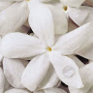 Meet your Posher, Nastasha